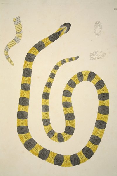 Bungarum Pamah, from an Account of Indian Serpents Collected on the Coast of Coromandel, pub. 1796 by William Skelton